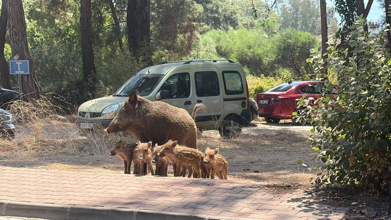 Akyaka’nın Yabani Turistleri Ortaya Çıktı: Anne Domuz Ve Yavruları Görüntülendi
