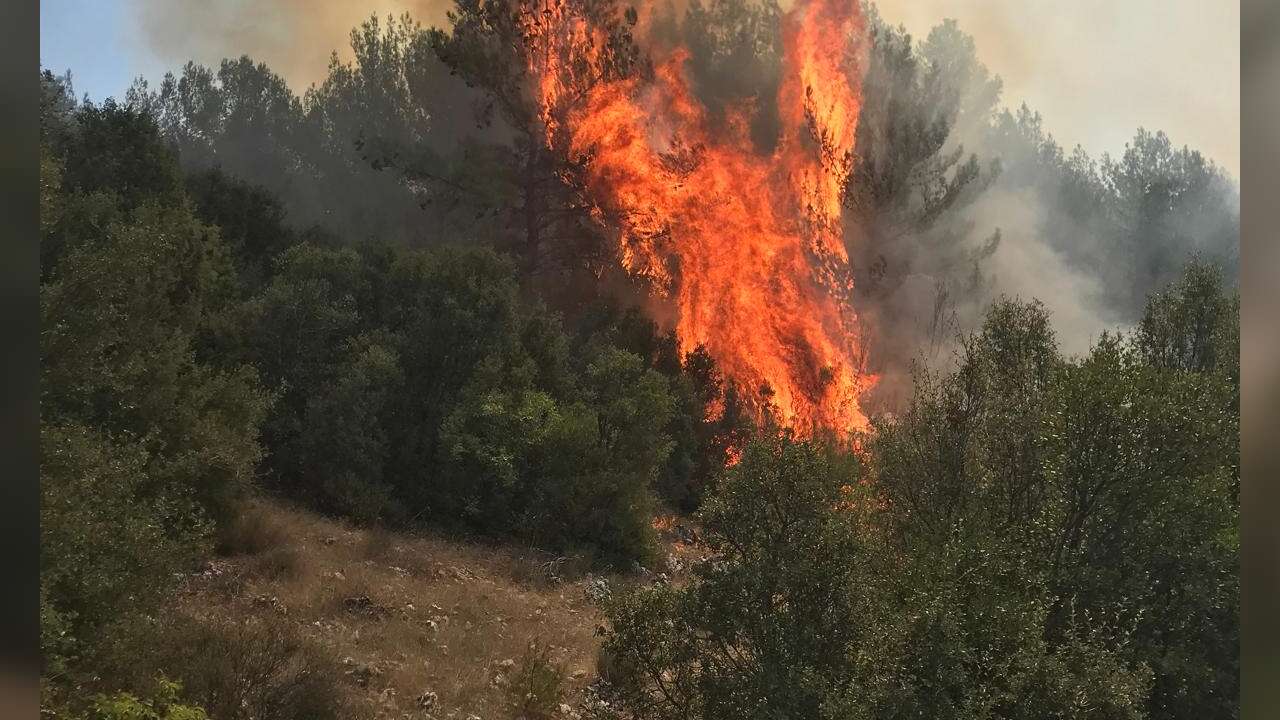 Menteşe'de Orman Yangını, Ekipler Seferber Oldu