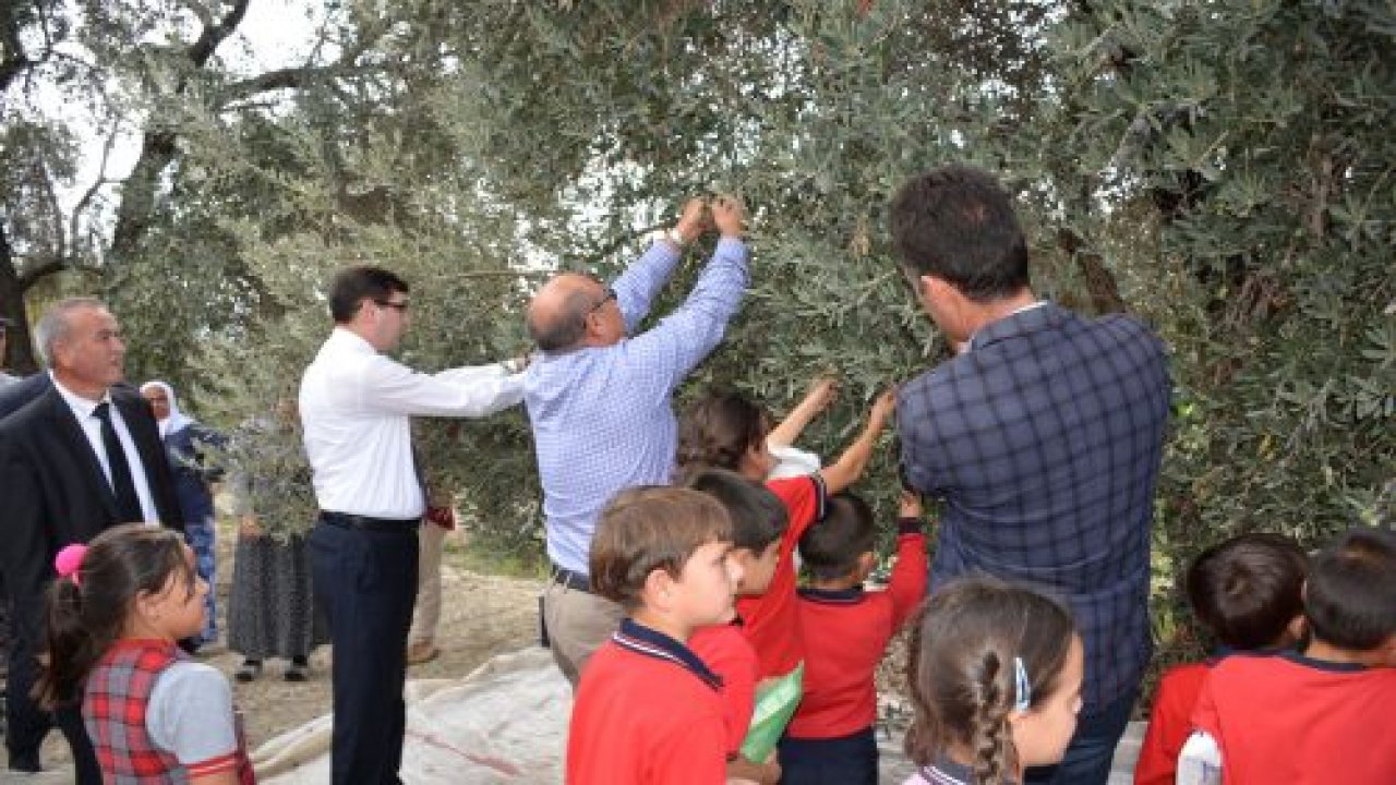 Zeytin hasat şenliği