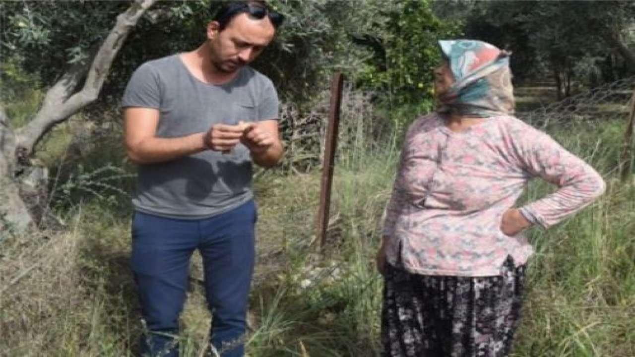 Zeytinliklerde verim arttırılacak