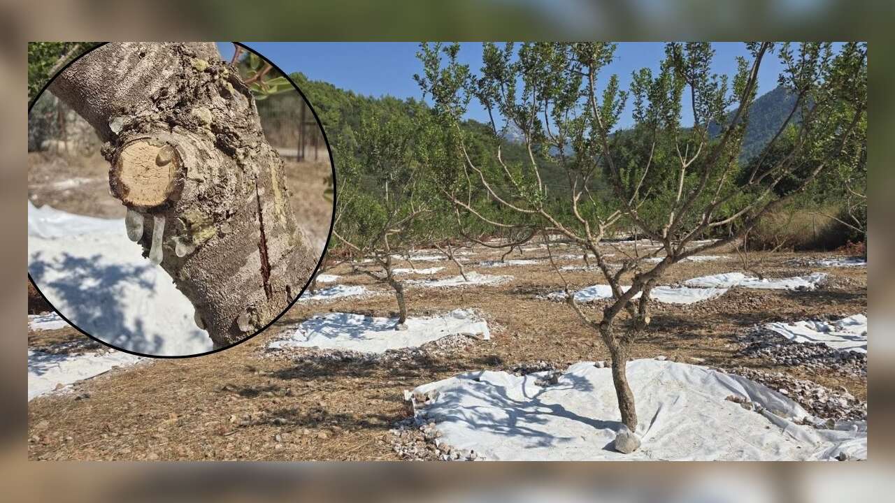 Muğla’da 11 Yıllık Bekleyiş Sona Erdi: Sakız Hasadı Başladı