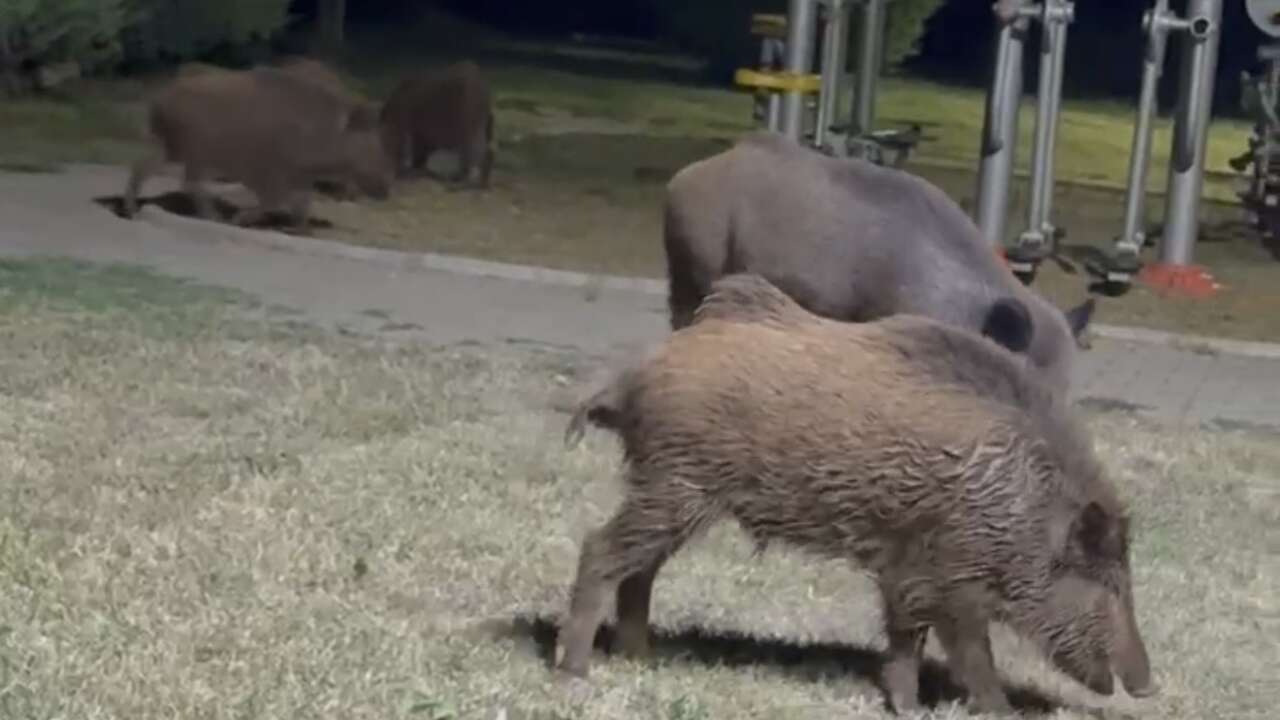 Muğla’da Domuzlar Yine Şehre İndi, Kedinin Şaşkınlığı Kamerada