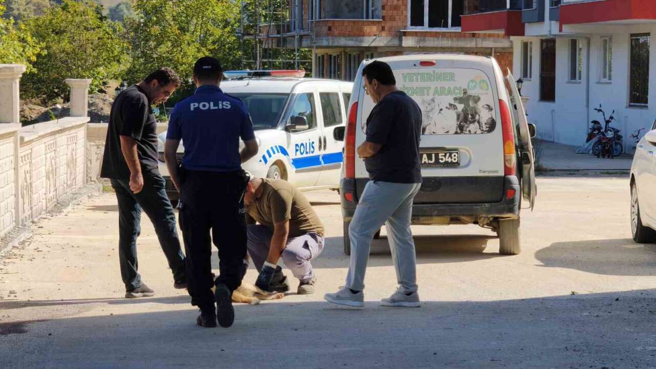 Vicdanları Yaralayan Olay: Sokak Köpeği S*lahla Vurularak Öldürüldü