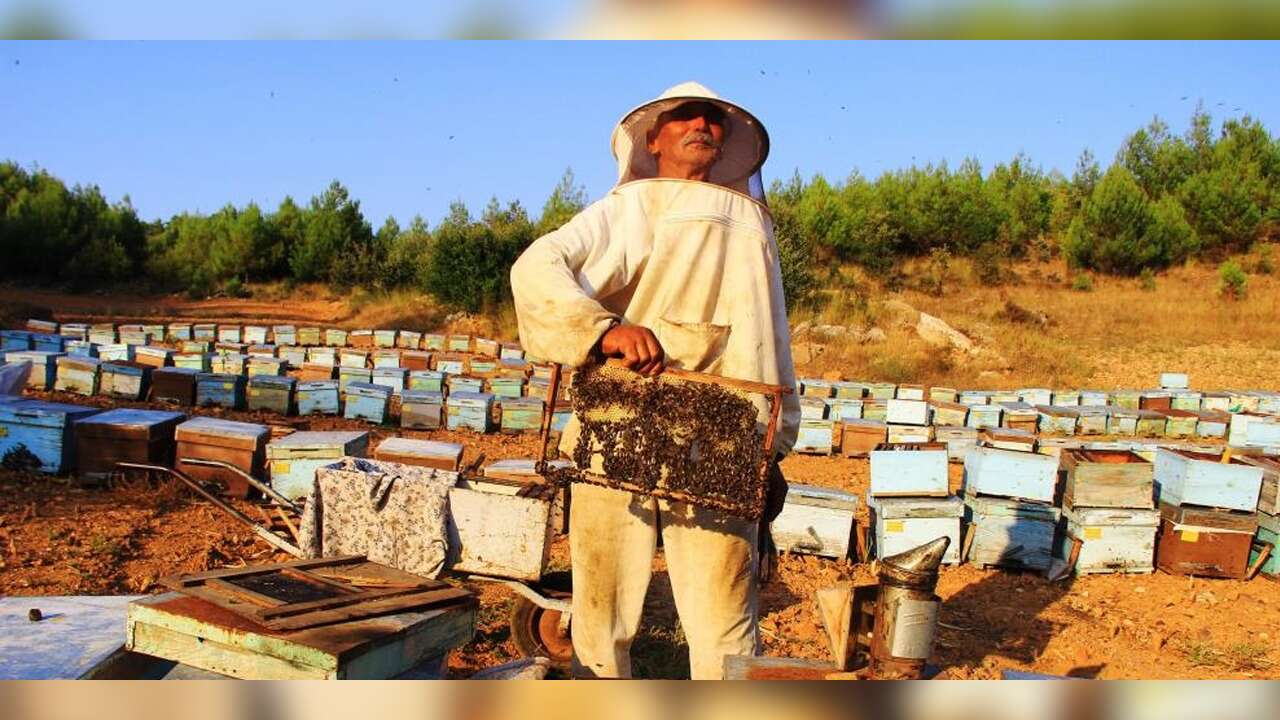 Türkiye’nin 81 İlinin En Meşhur Ürünleri Belli Oldu, Muğla’nın En Meşhur Ürünü Bakın Ne?