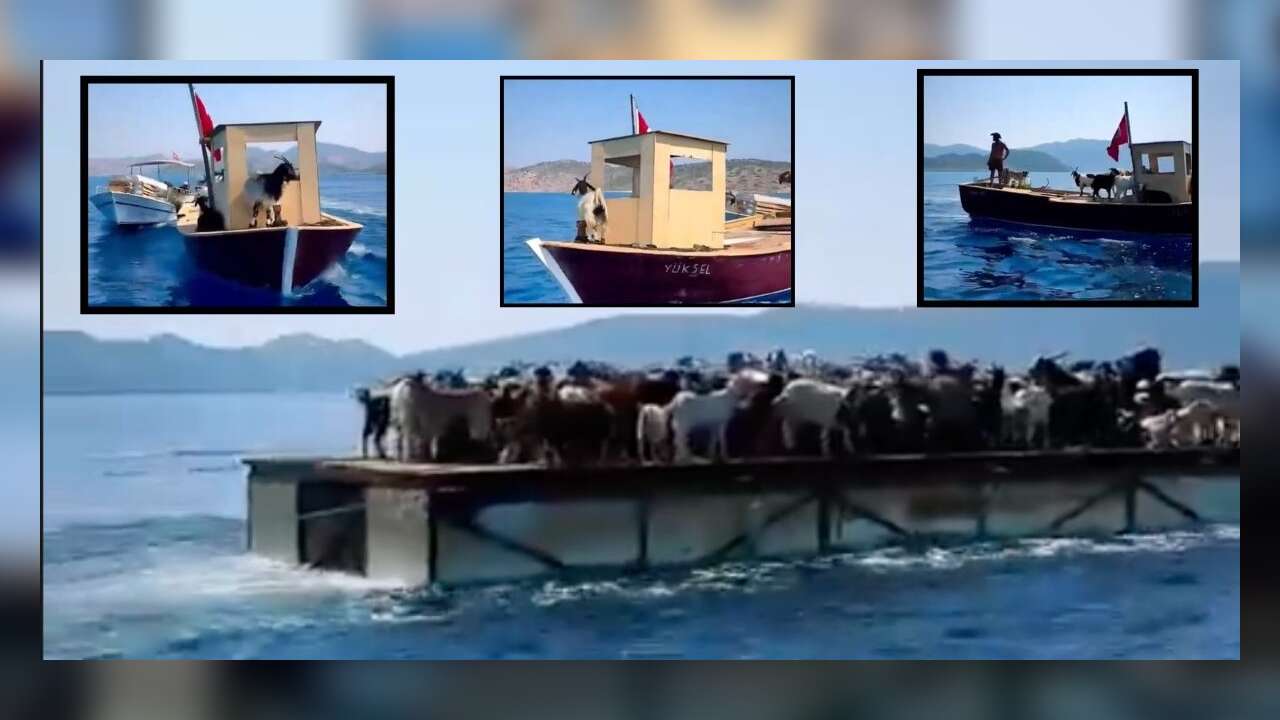 Turistlerin Yerini Keçiler Aldı: Marmaris’te Keçilerin Deniz Yolculuğu Başladı