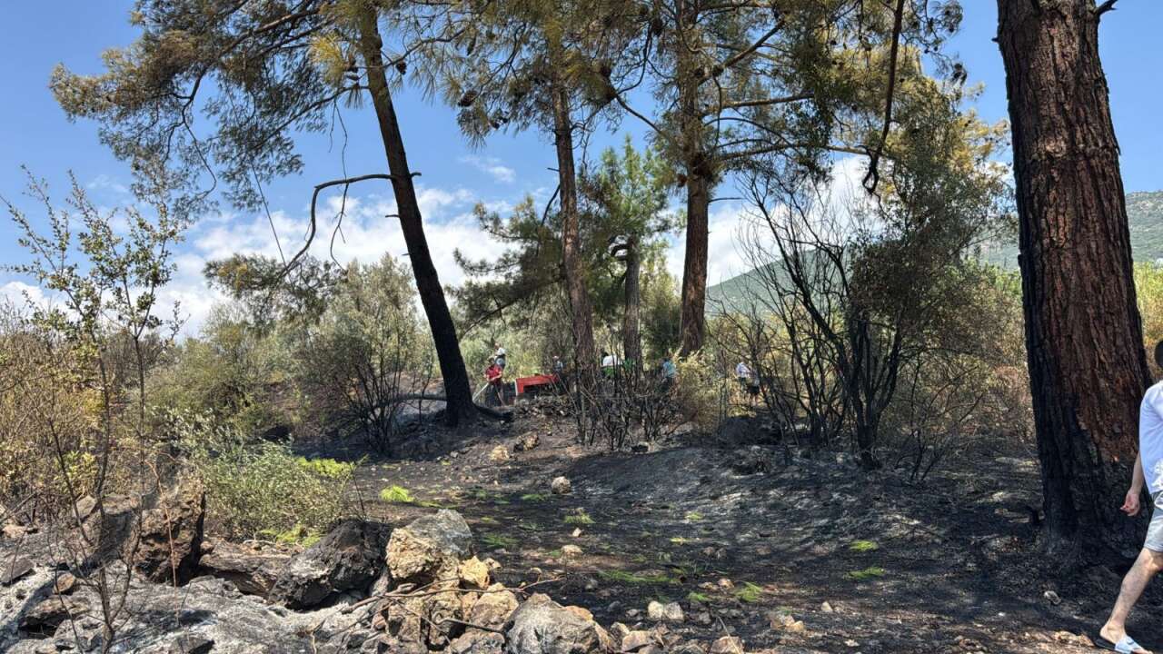 Muğla’da Zeytinlik Alanda Yangın: 5 Bin Metrekare Zarar Gördü