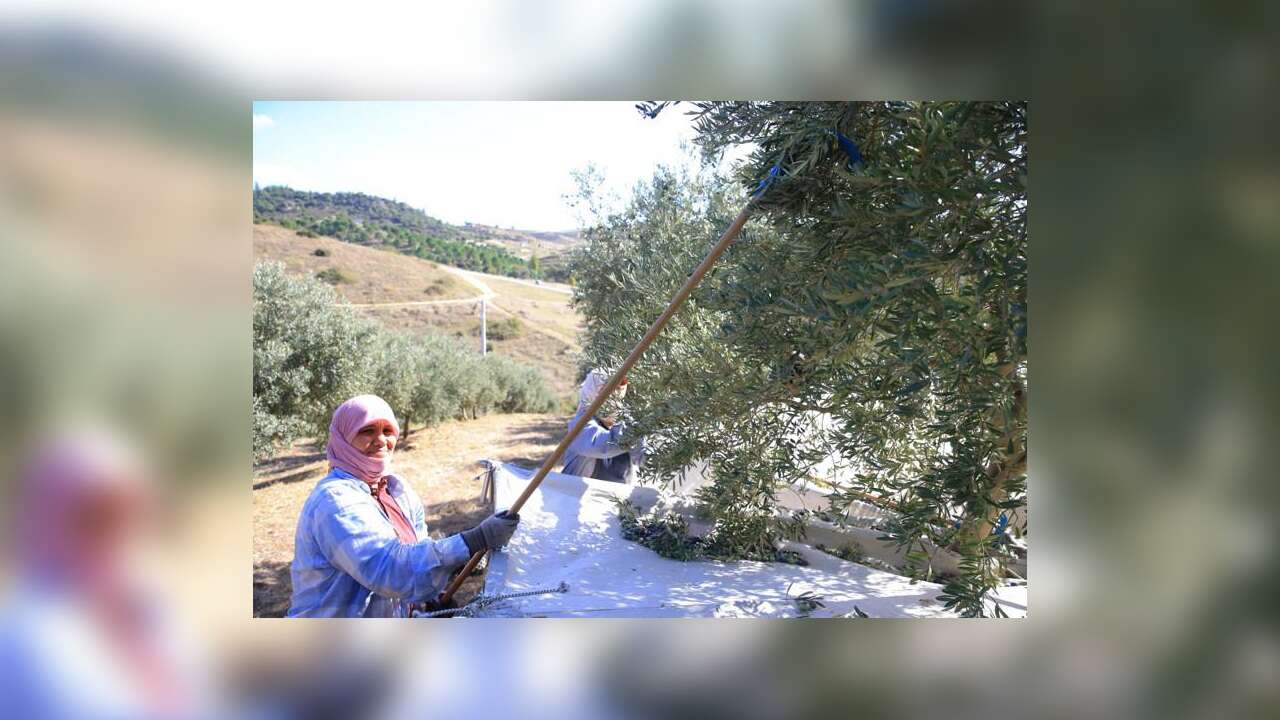 MUPA Zeytinin Hikâyesini Kayıt Altına Aldı, 300 Yıllık Ağaçlardan Üreticilerin Başarı Hikâyelerine
