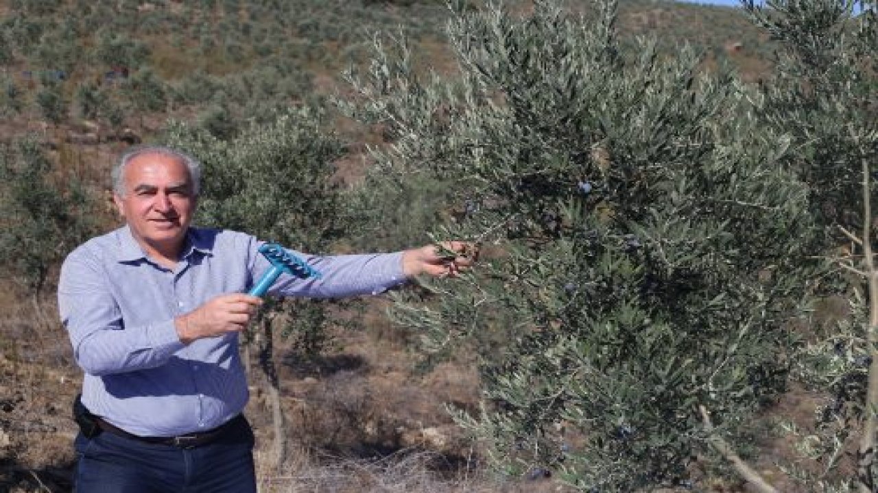 Kusursuz zeytinyağı için sırık yerine tarak kullanın