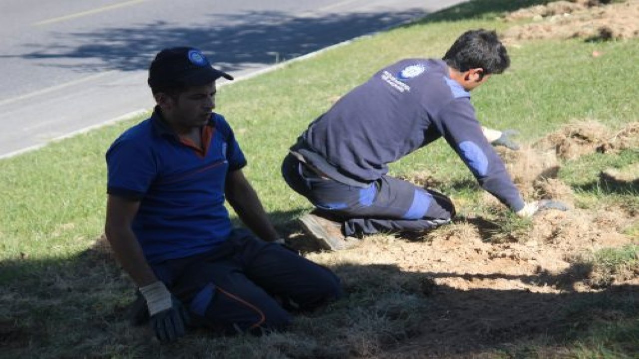 Menteşe’nin yeşil alanları domuz tehdidi altında