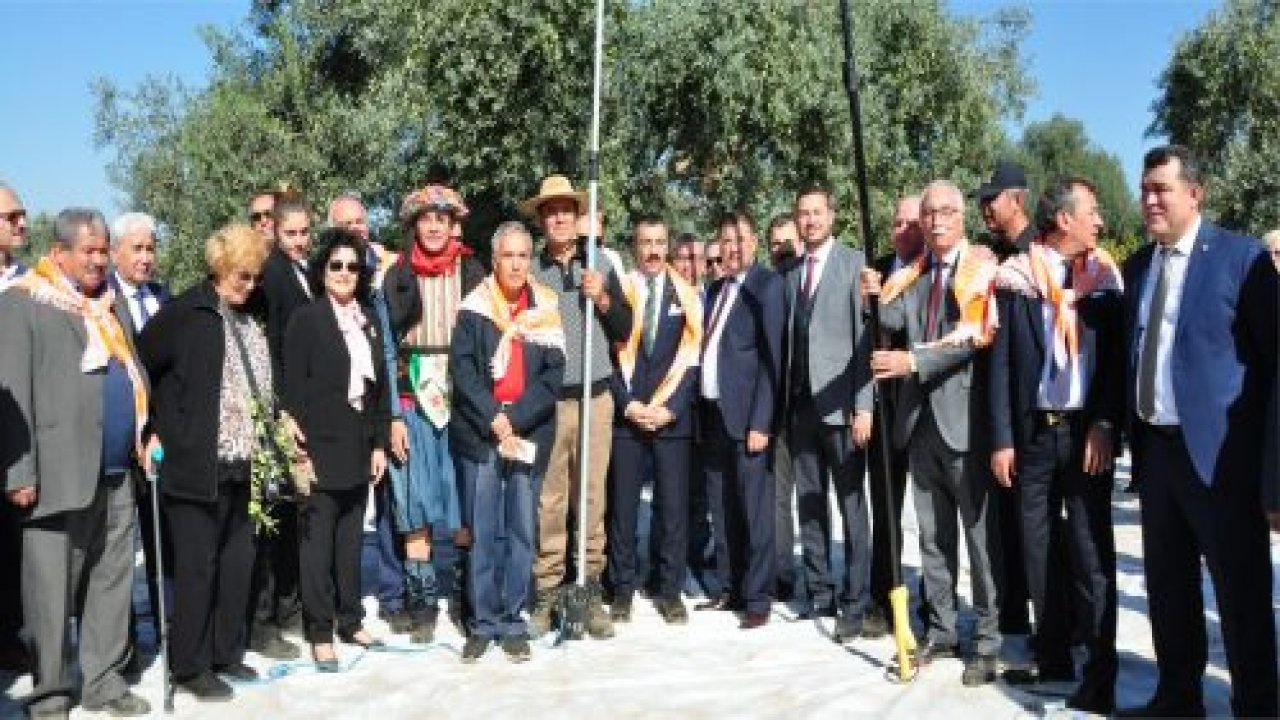 Milas Zeytin Hasat Şenliği kutlandı