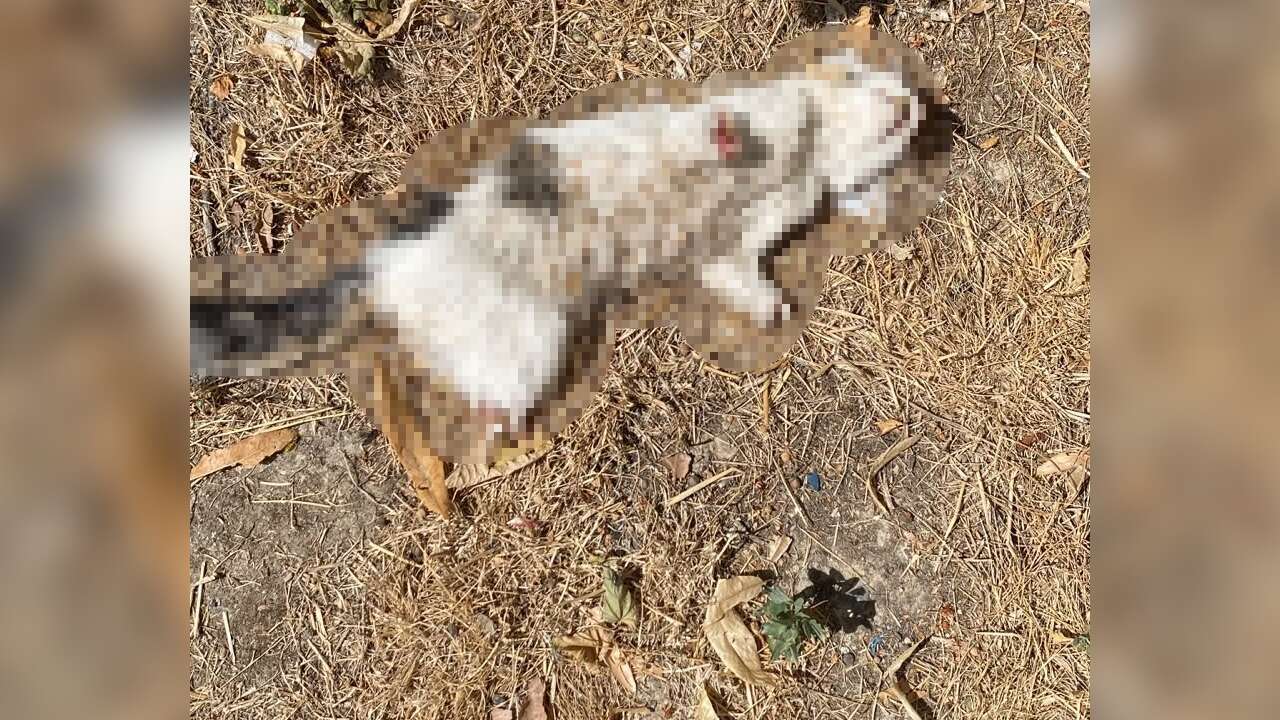 Esnafın Beslediği Kedi Bacakları Kesilmiş Halde Bulundu