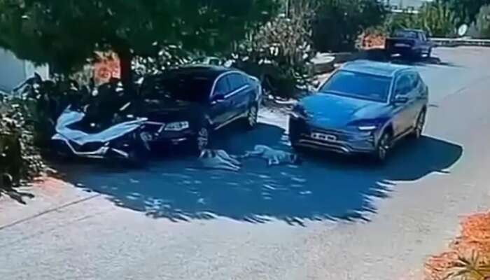 Bodrum’da Tepki Çeken Görüntü: İki Köpeği Ezdi, Arkasına Bile Bakmadan Gitti