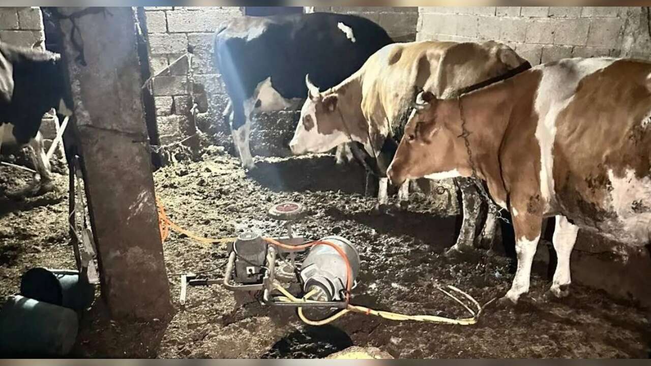 Süt Sağarken Elektrik Akımına Kapılan Kadın Hayatını Kaybetti