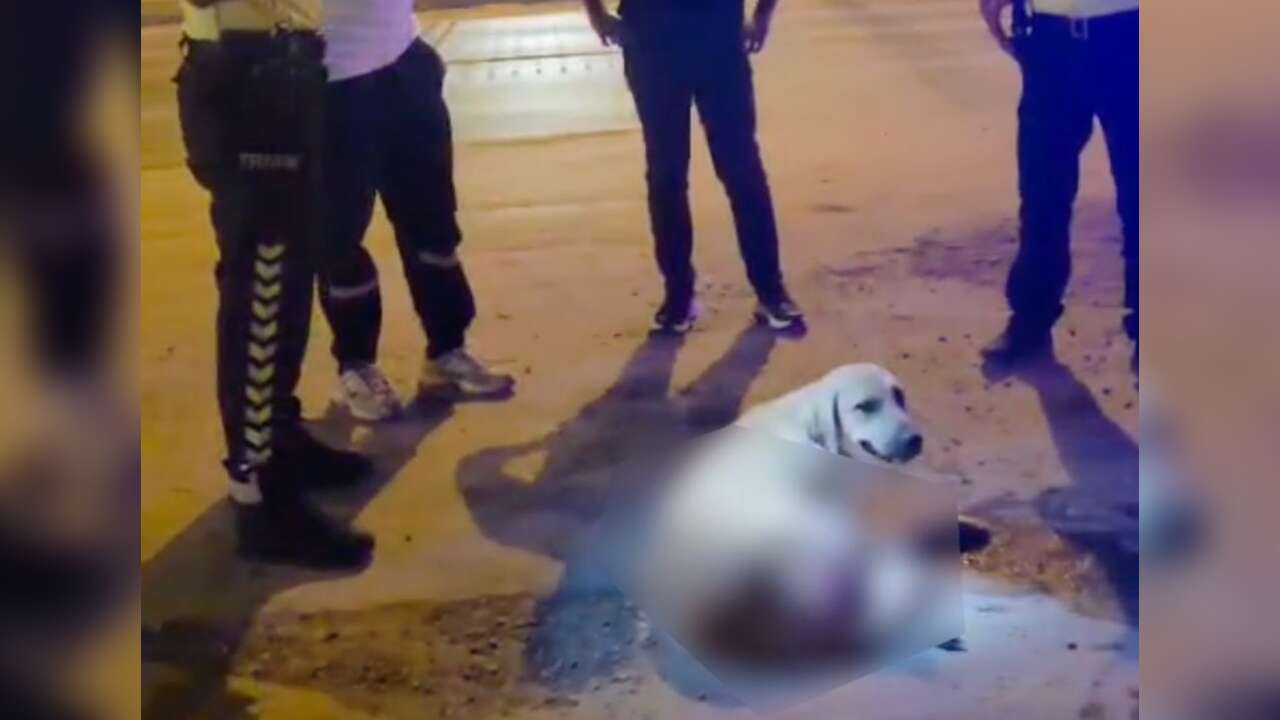 Milas’ta Motosikletin Çarptığı Köpek Yaralandı