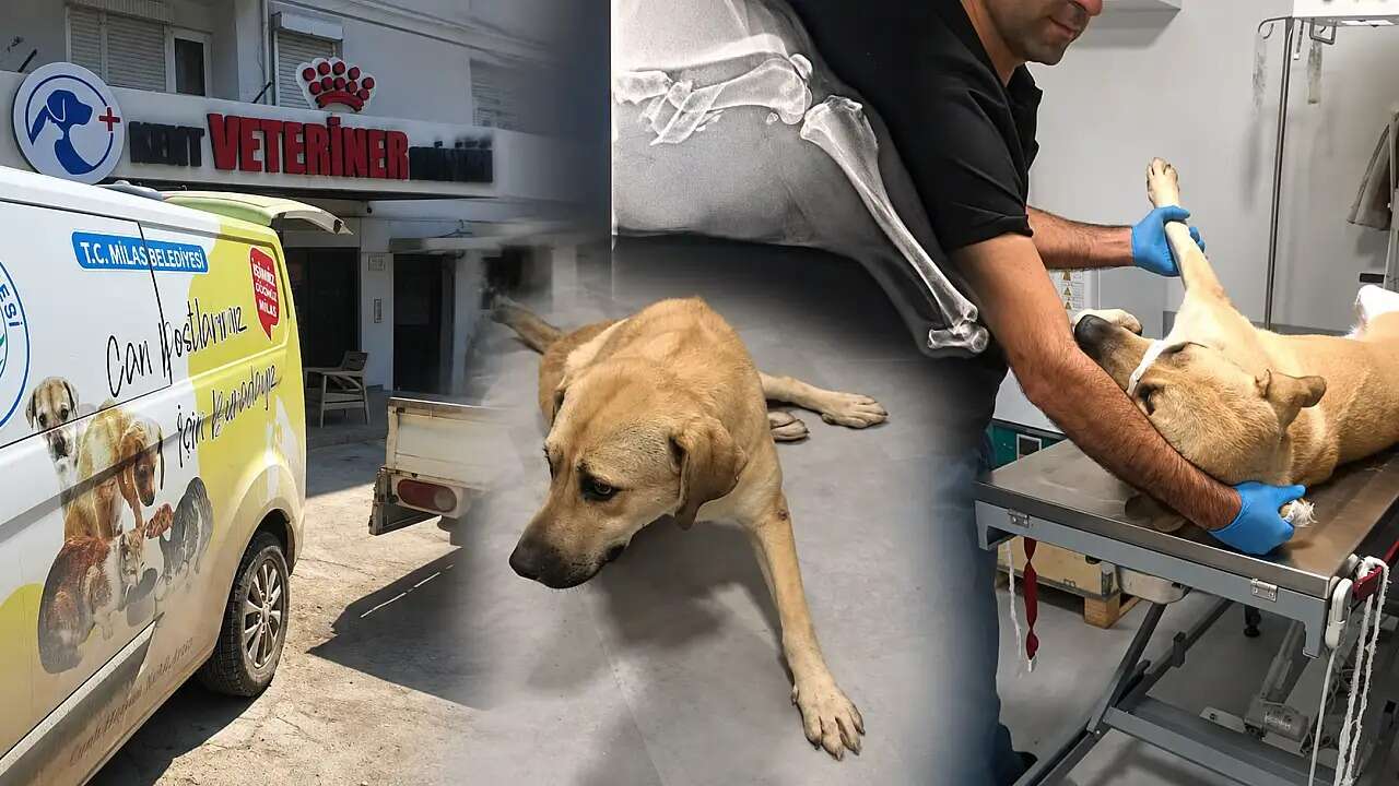 Vatandaşlar Sahipsiz Bırakmadı Motosikletin Çarptığı Köpek Tedaviye Alındı