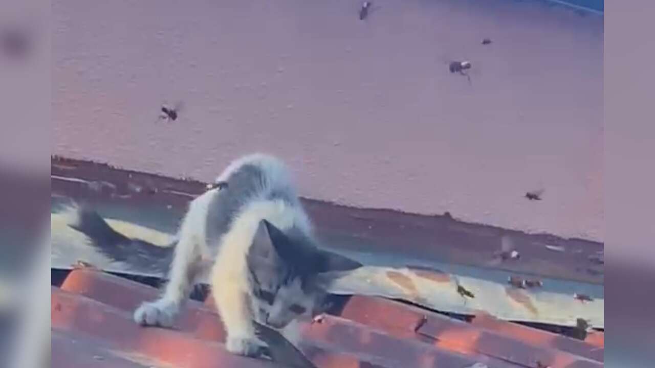 Fethiye’de Karnı Acıkan Kedinin Zor Anları, Balık Kuyruğunu Kızıl Arılara Kaptırmadı