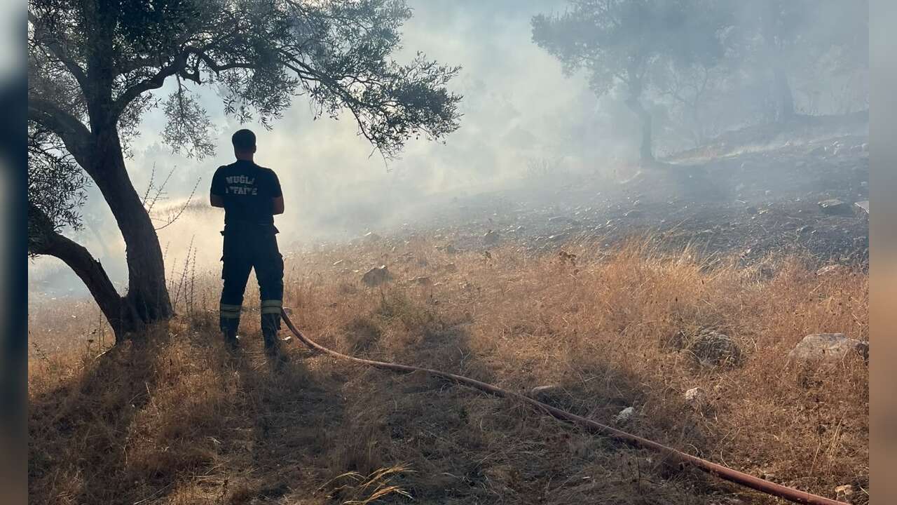 Bodrum-Milas Yolunda Zeytinlik Alanda Yangın Kontrol Altına Alındı
