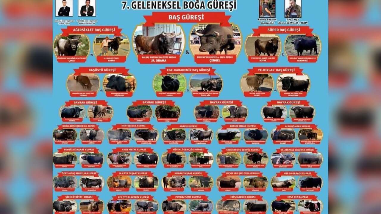 Kötekli Sokaklarında Boğa Sürprizi Öğrencileri Şaşırttı