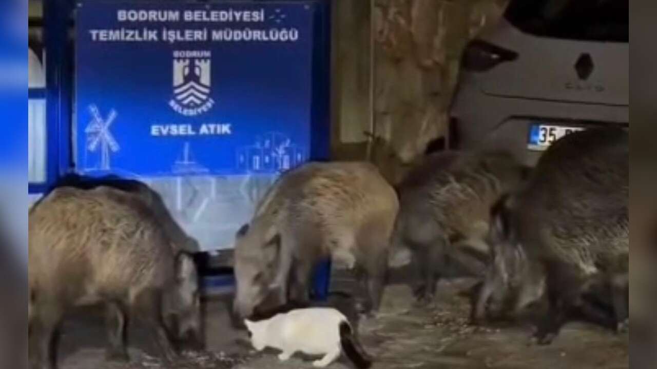 Bodrum’da İlginç Görüntü, Kedi ve Yaban Domuzları Aynı Lokmayı Paylaştı