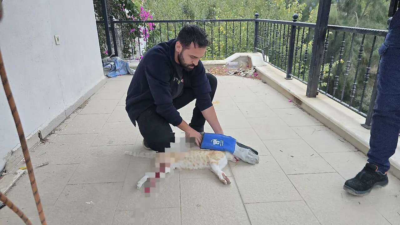 Muğla’da Yürek Burkan Olay: Camda Mahsur Kalan Kedi Ağır Yaralandı
