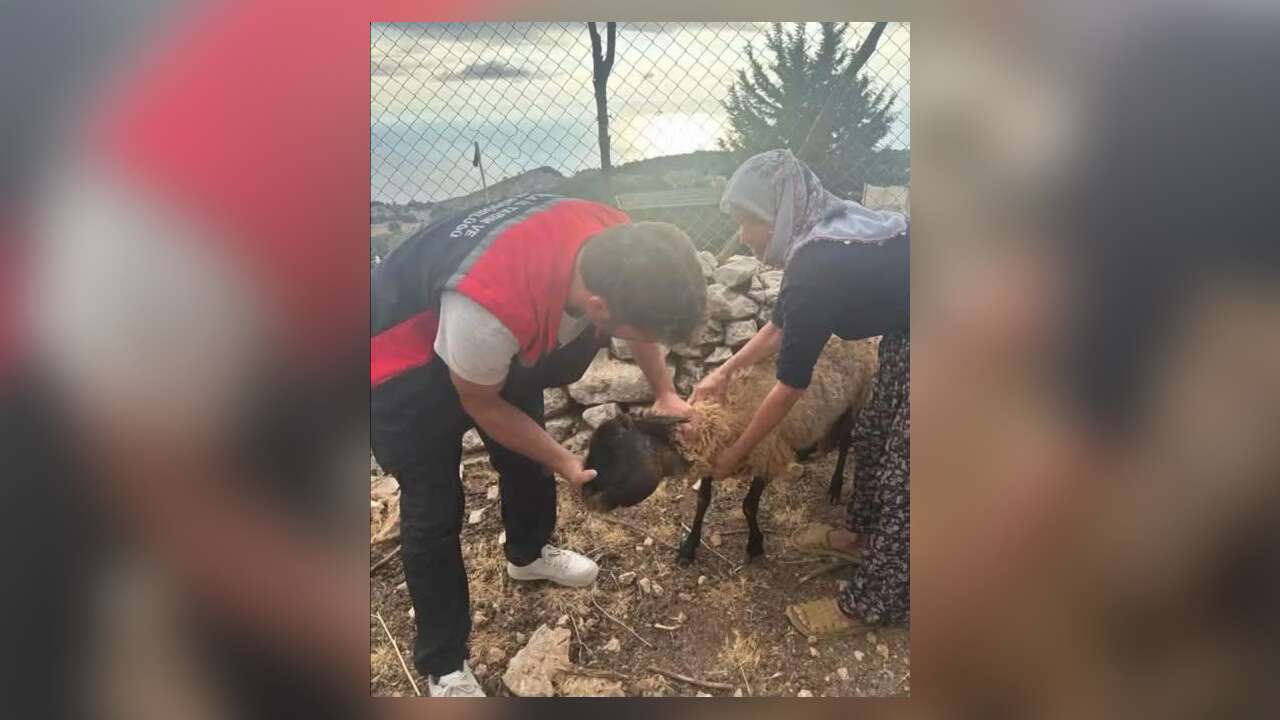 Seydikemer’de Vahşi Hayvan Saldırısı: 8 Küçükbaş Telef Oldu