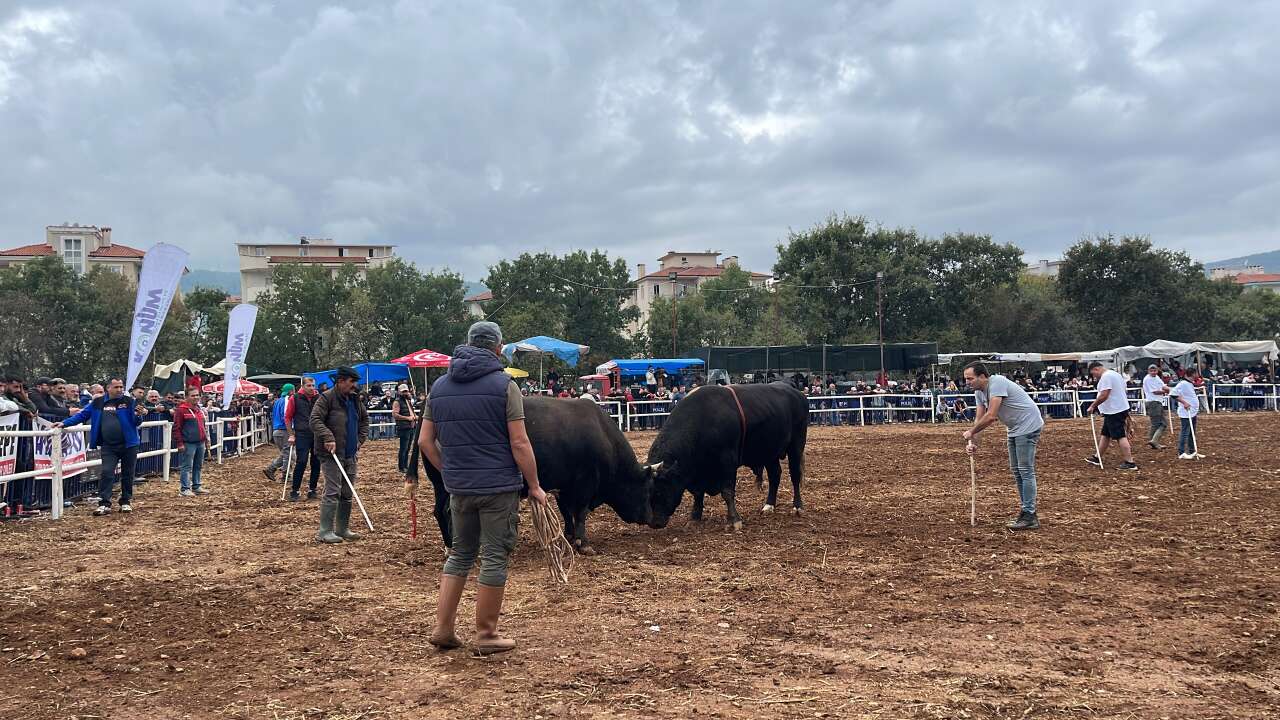 Muğla Arenada Boğalar Kaçtı, Kısa Süreli Panik Yaşandı