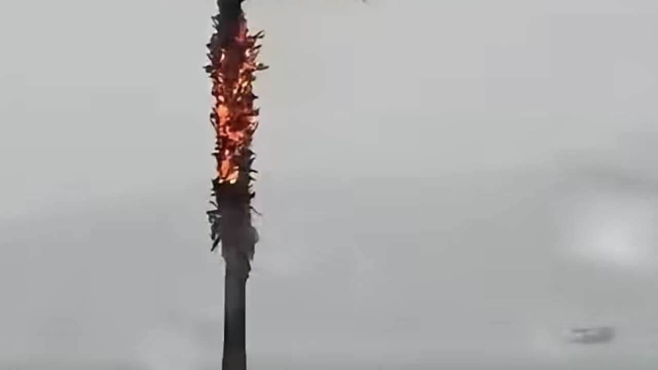 Muğla’da Yıldırım Ağacı Vurdu: Palmiye Alevlere Teslim Oldu
