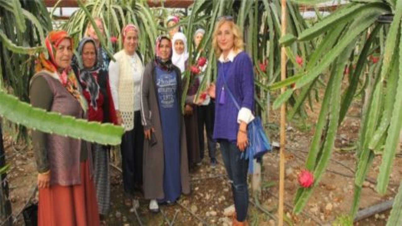 Pitaya Seralarına Teknik Gezi