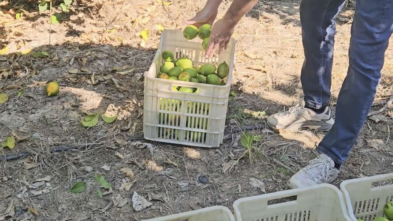 Ortaca’da Limonlar Toplanıyor: Üreticinin Ne Kadar Kazanacağı Belli Değil