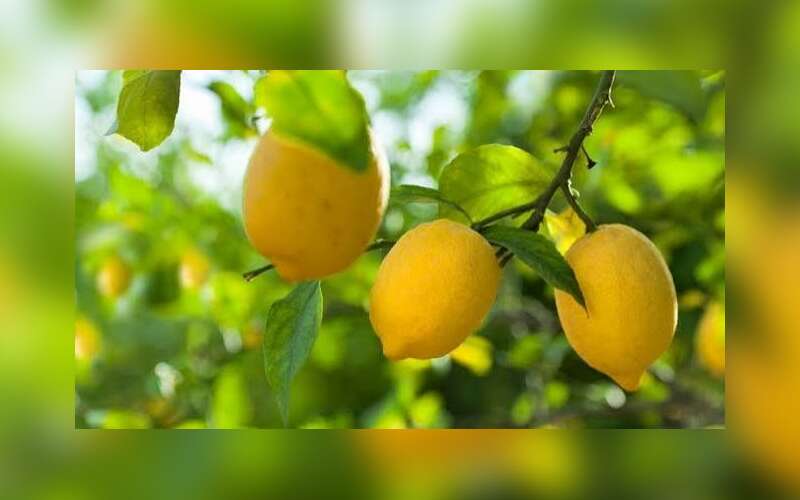 Muğla Dalaman’da 90 Ton Limon Dalından Satışa Çıkarılıyor