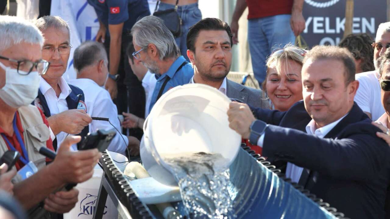 Bodrum’da Balık Festivali Başladı: 6 Bin Levrek Denize Bırakıldı