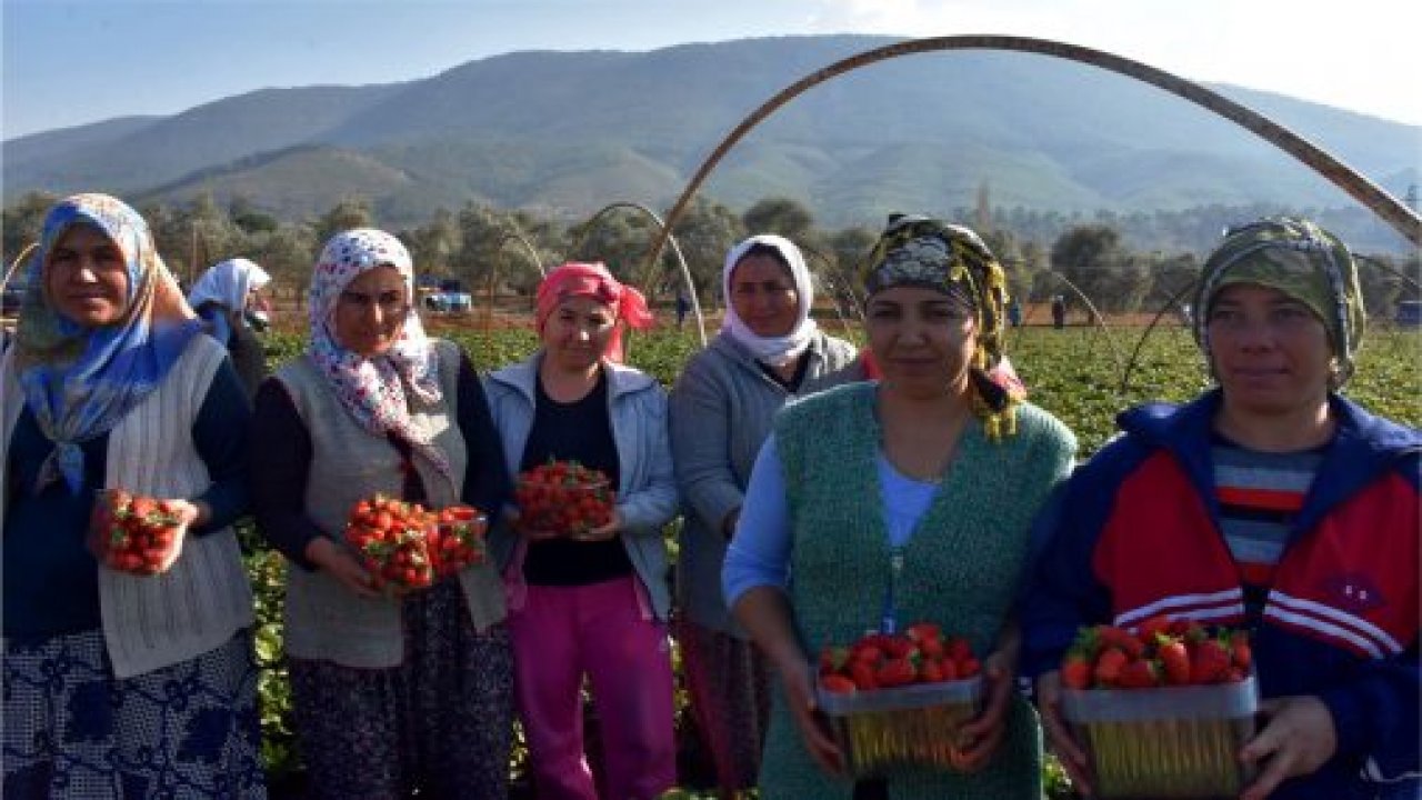 Muğlalı çiftçinin yeni gözdesi ‘Çilek’