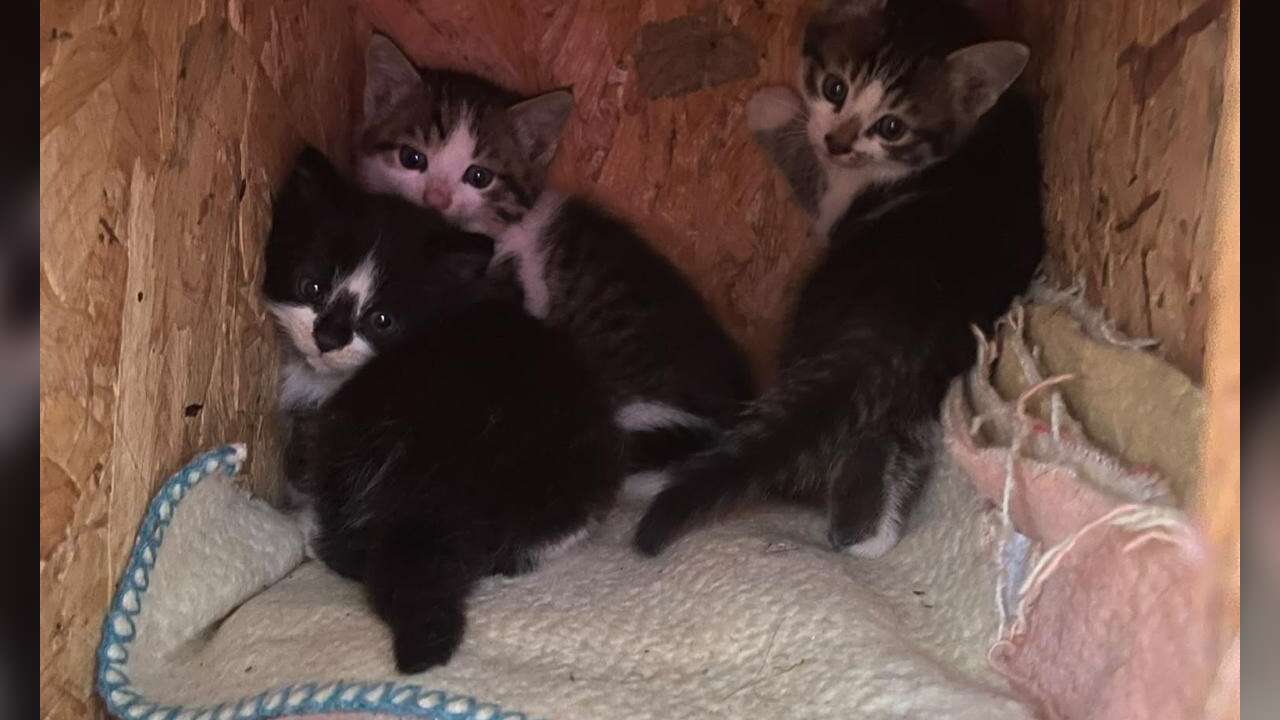 Menteşe'de Kaya Arasında Mahsur Kalan Yavru Kedi, İtfaiyenin Titiz Operasyonuyla Kurtarıldı