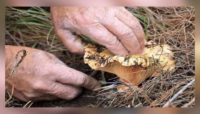 Muğla’da Sezonun İlk Çıntarları Çıktı