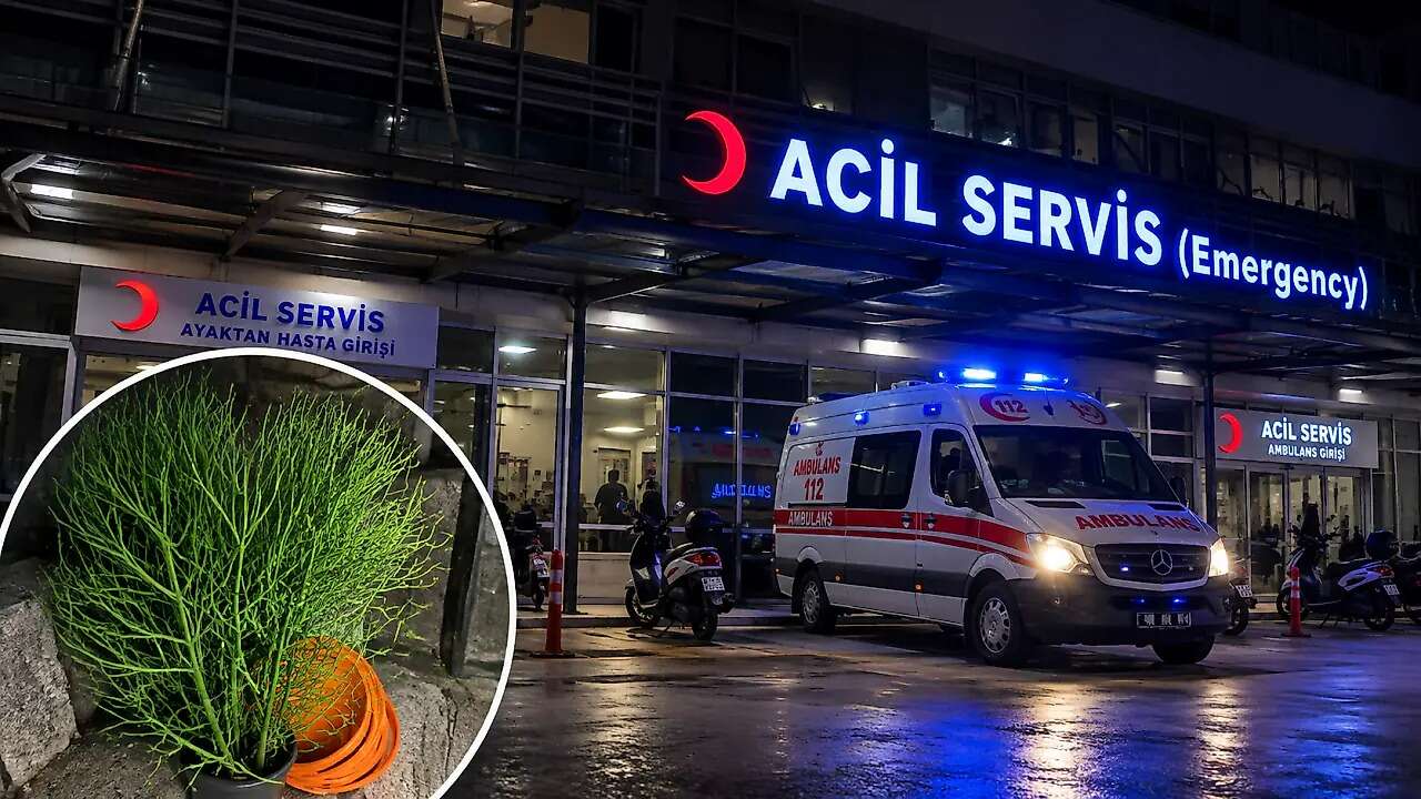 Muğla'da Kaktüs Budarken Hastanelik Oldular