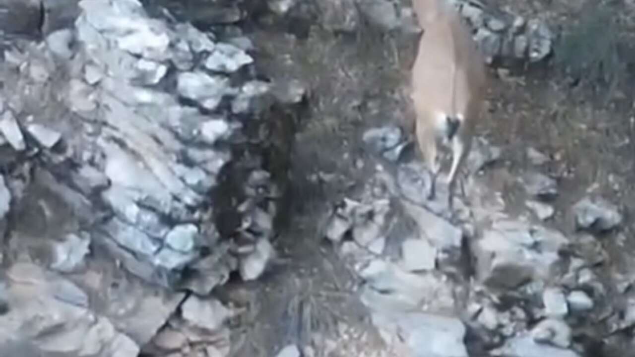 Muğla’da Yaban Hayatına Havadan Takip, Yaban Keçileri İHA ile İzleniyor