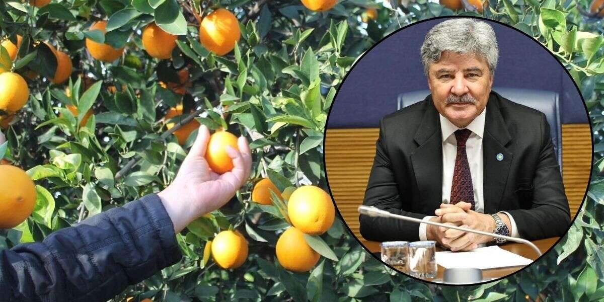 Muğla’da Limon, Portakal ve Mandalina Üreticileri İçin Destek Çağrısı