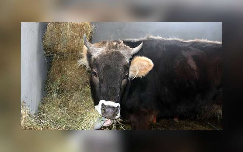 İneğinin Saldırısına Uğrayan Şahıs Hayatını Kaybetti