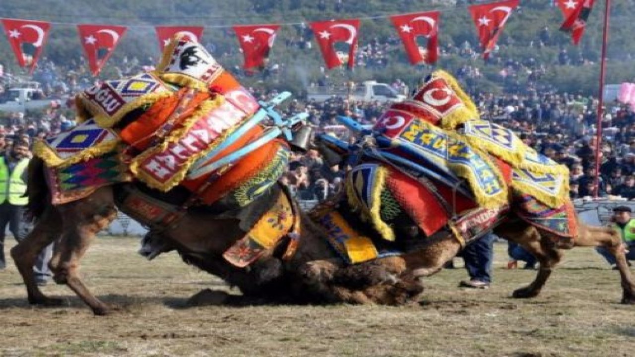Deve güreşi 25 Kasım’da