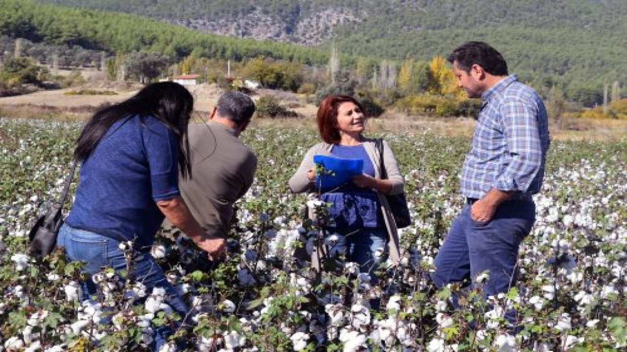 Pamuk ekim alanları kontrolü yapıldı