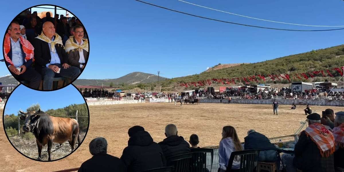 Yatağan’da 6. Geleneksel Boğa Güreşi Festivali Başladı
