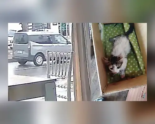 Muğla’da Yavru Kediye Çarpıp Yoluna Devam Etti: Tepki Çekti