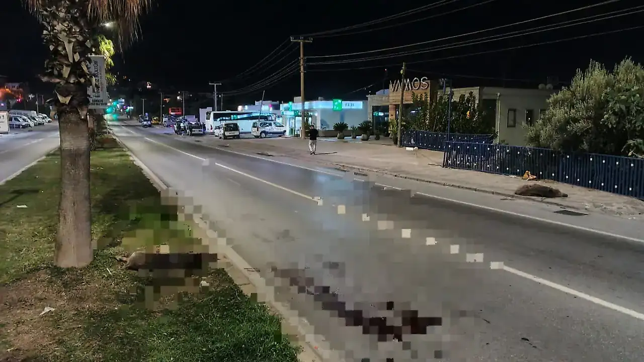 Muğla’da Peş Peşe Kaza: 2 Otomobil Domuz Sürüsüne Çarptı