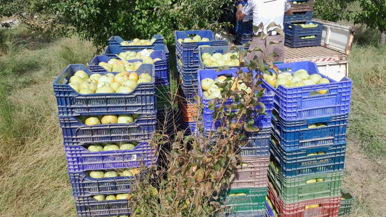 Yatağan’da Deveci Armudu Hasadı Başladı
