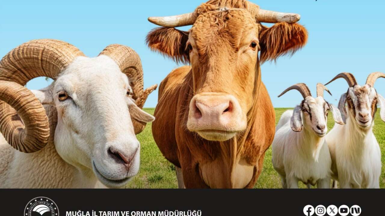 Muğla Bayır Hayvan Pazarı 31 Ekim’de Açılıyor: Bu Şartları Taşımayanlar Alınmayacak