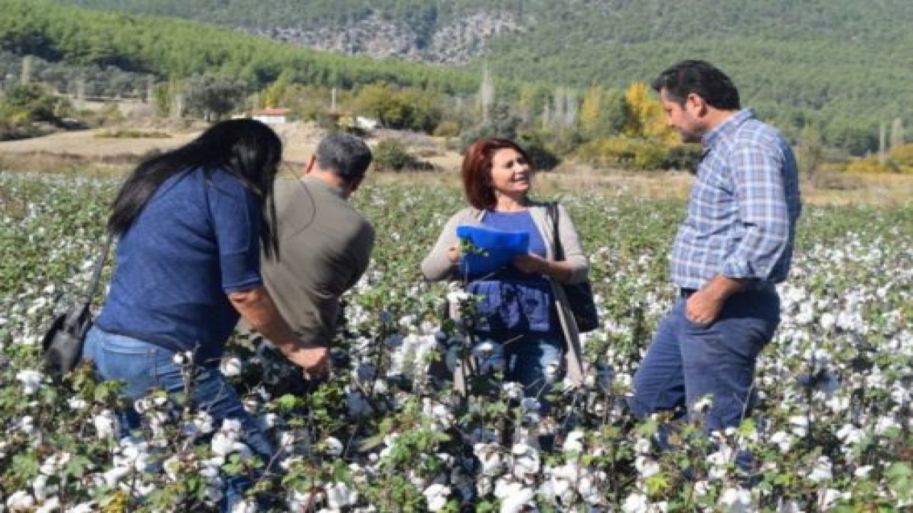 Pamuk Alanlarının Kontrolleri Yapıldı