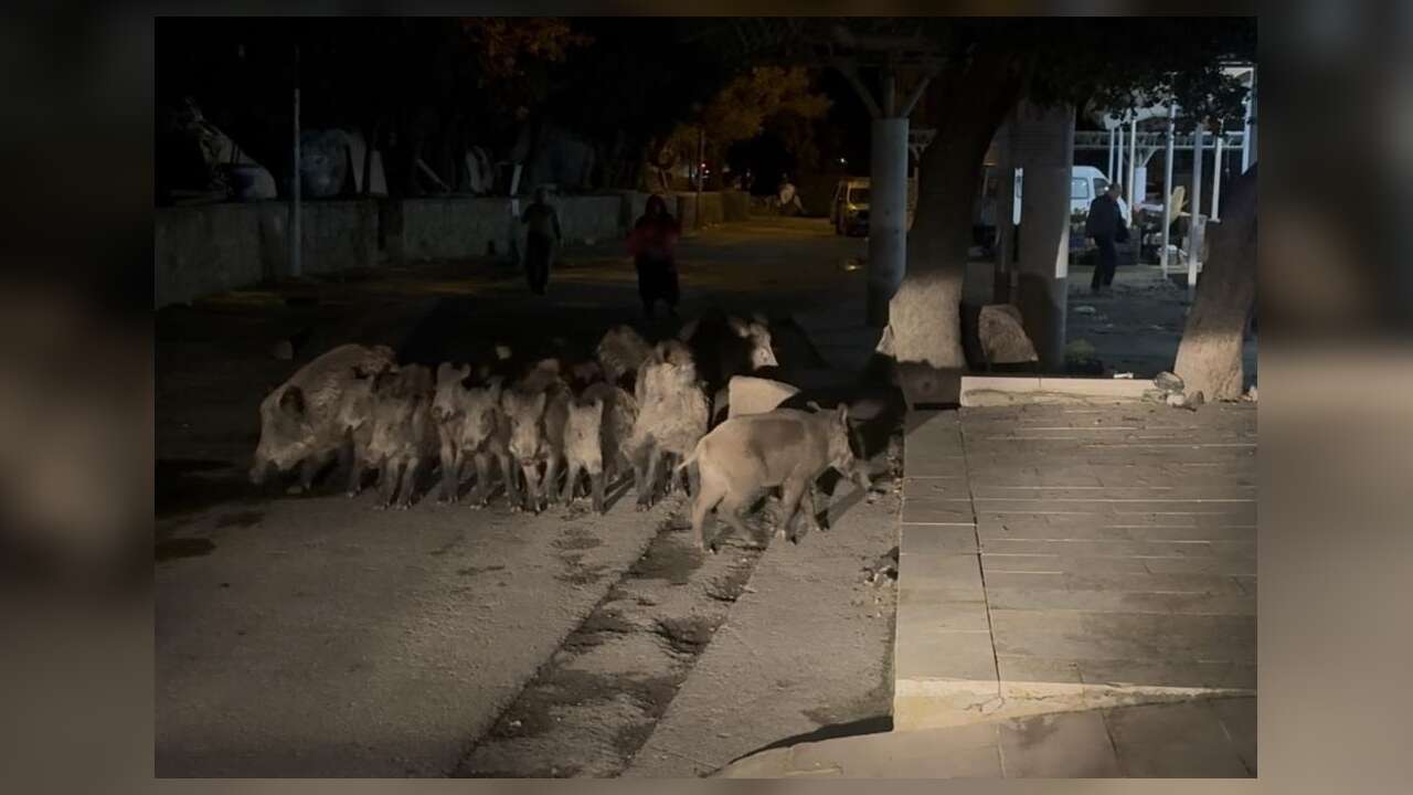 Muğla’da Domuz Sürüsü Mahalleye İndi: Önce Pazar Yerine Girdiler