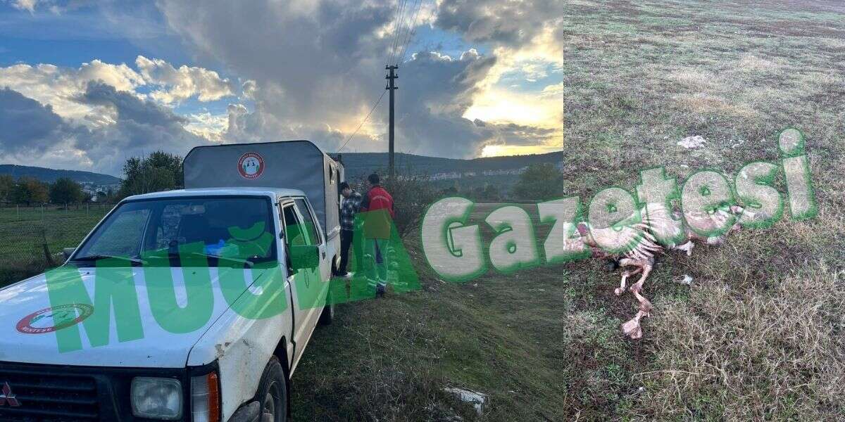 Menteşe’de Koyunlara Saldıran Köpeklerden Biri Yakalandı, İkisi Kaçtı