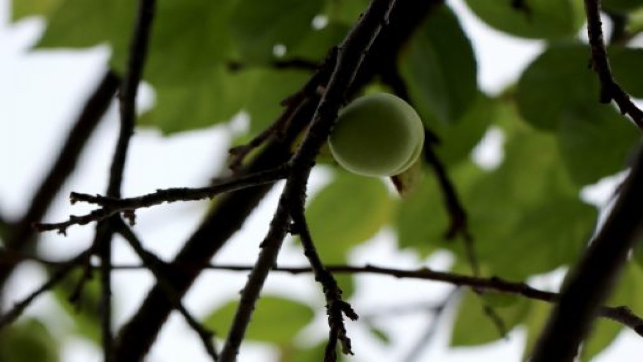 Erik ağacı kışın meyve verdi