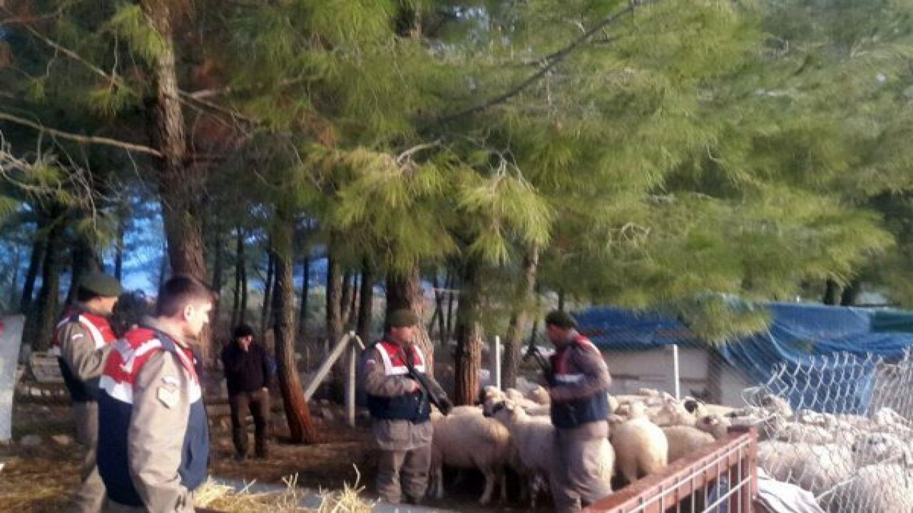 55 koyunu çalan hırsızlar yakalandı